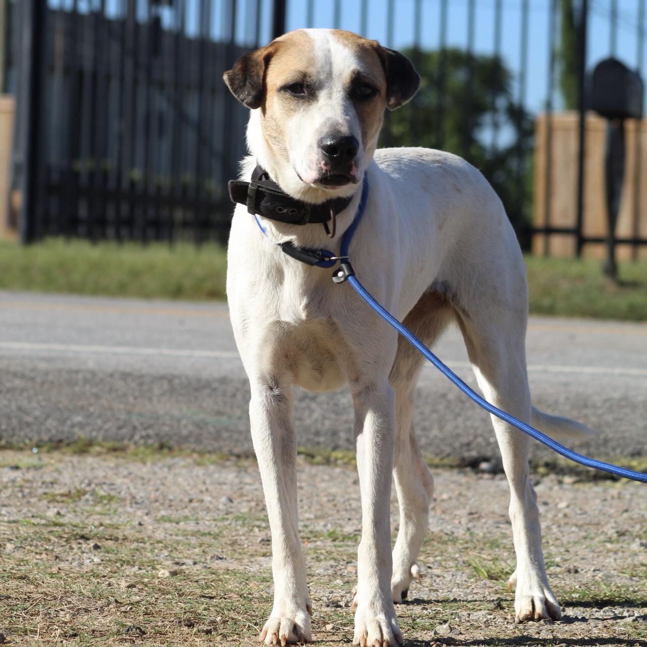 Enlarge Luna, a Adoptable mixed breed in Jamaica Plain, MA image 2/4