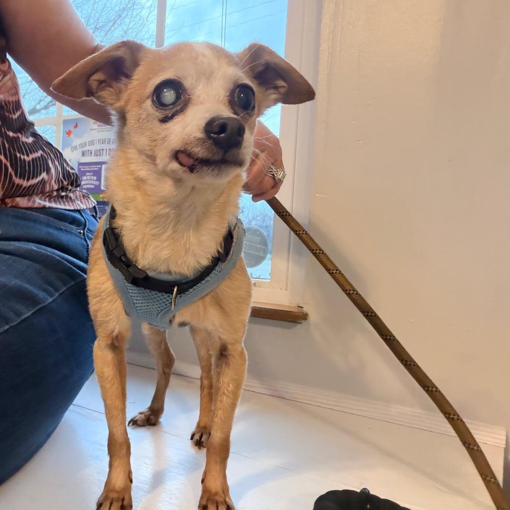 Howard, Adoptable, Senior Male Chihuahua.