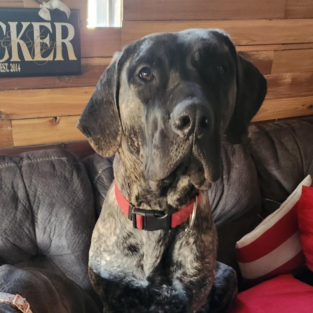 Gwennie, Adoptable, Adult Female Mixed Breed.