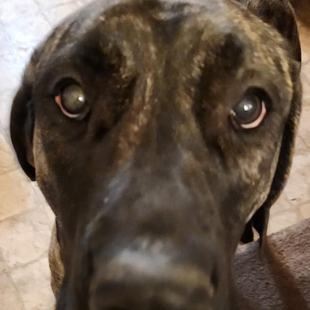 Gwennie, a Adoptable Mixed Breed in Park City, UT image 2/6