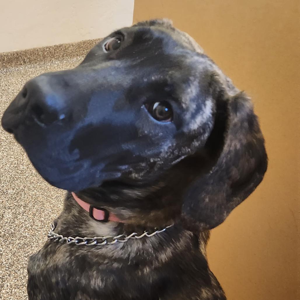 Gwennie, a Adoptable Mixed Breed in Park City, UT image 4/6