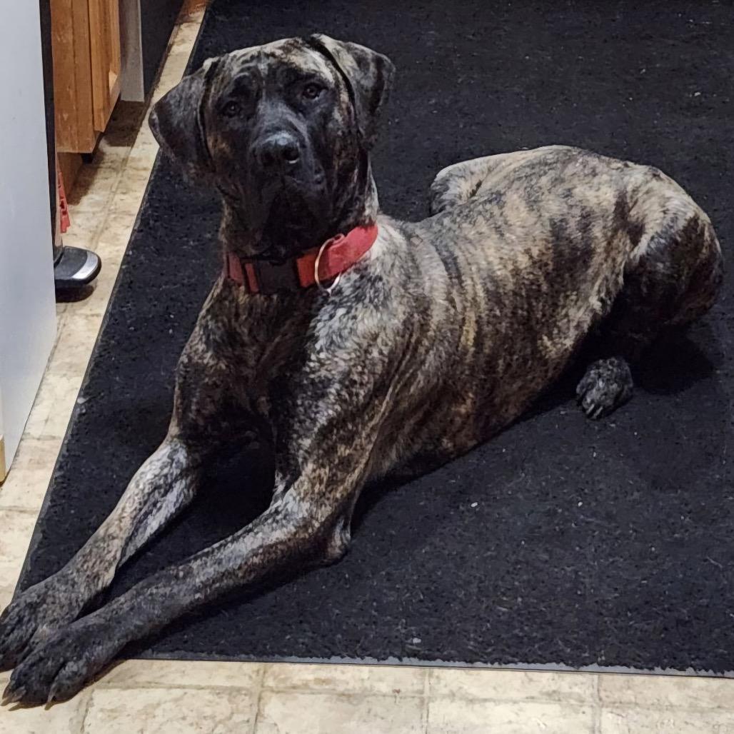 Gwennie, a Adoptable Mixed Breed in Park City, UT image 5/6