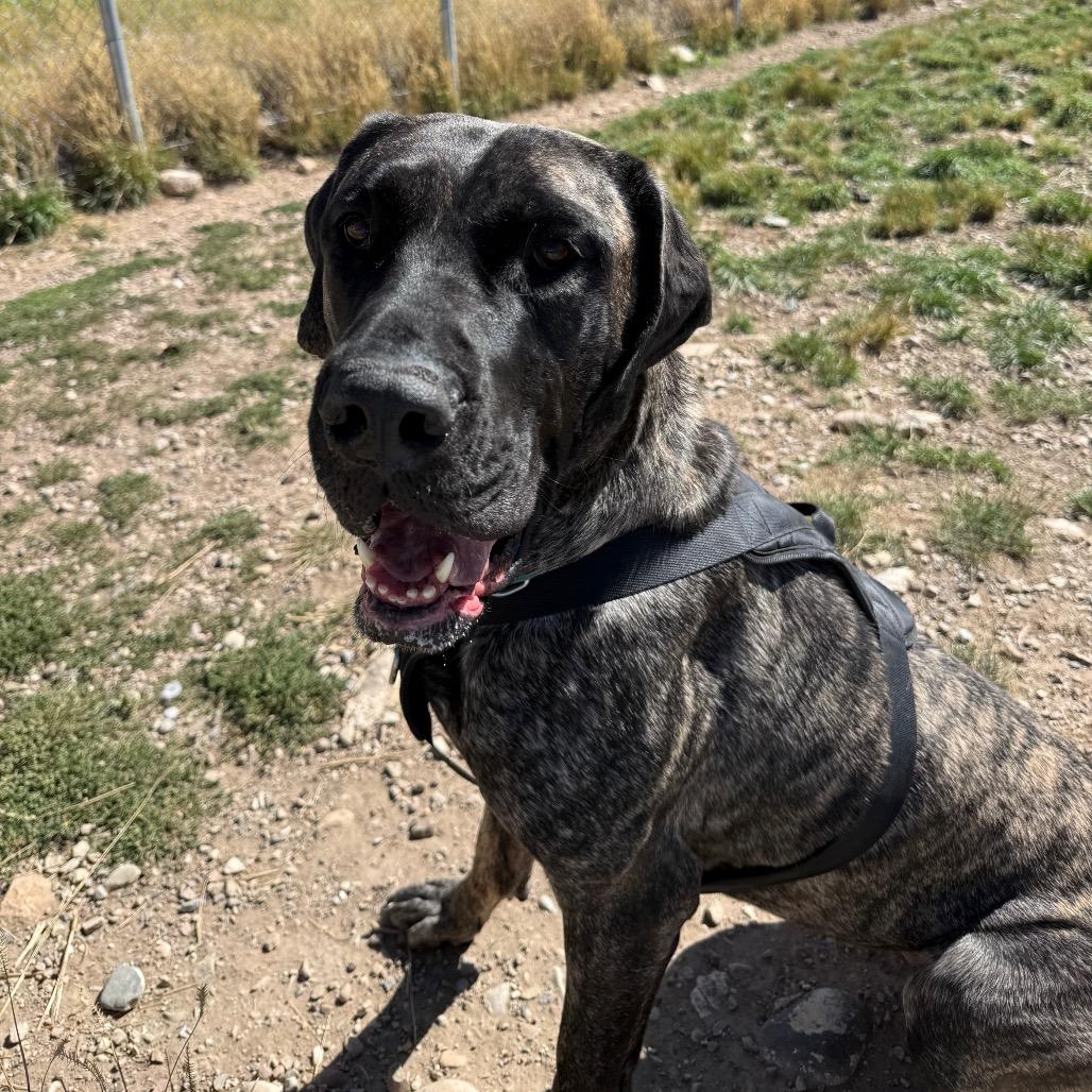Enlarge Gwennie, a Adoptable Mixed Breed in Park City, UT image 5/6
