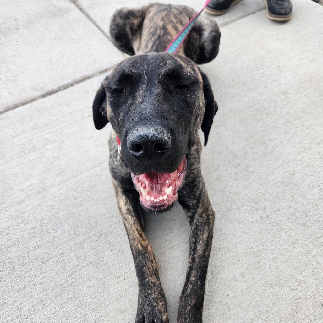 Gwennie, a Adoptable Mixed Breed in Park City, UT image 6/6