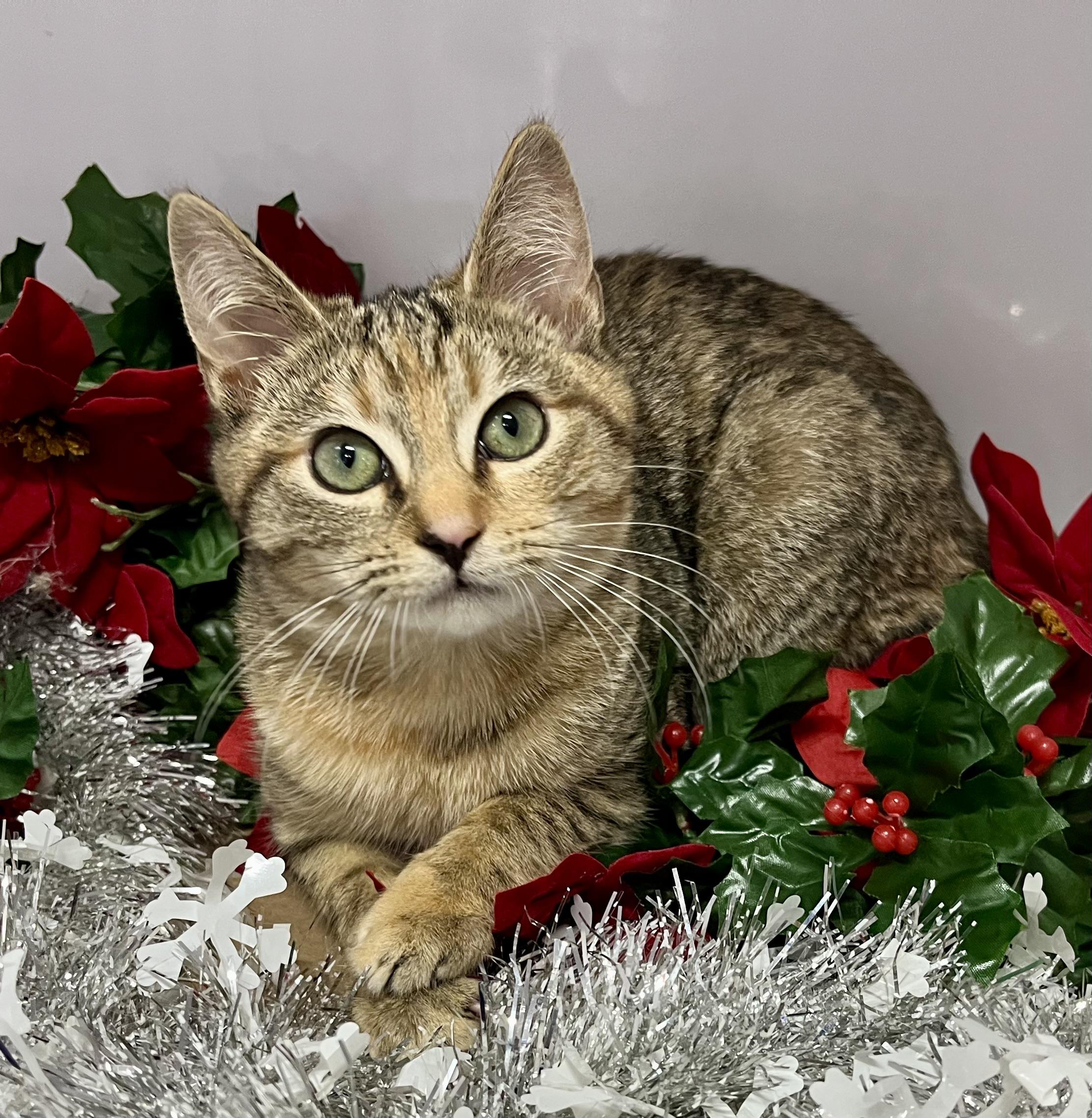 Eight, ADOPTABLE, Kitten Female Domestic Short Hair.