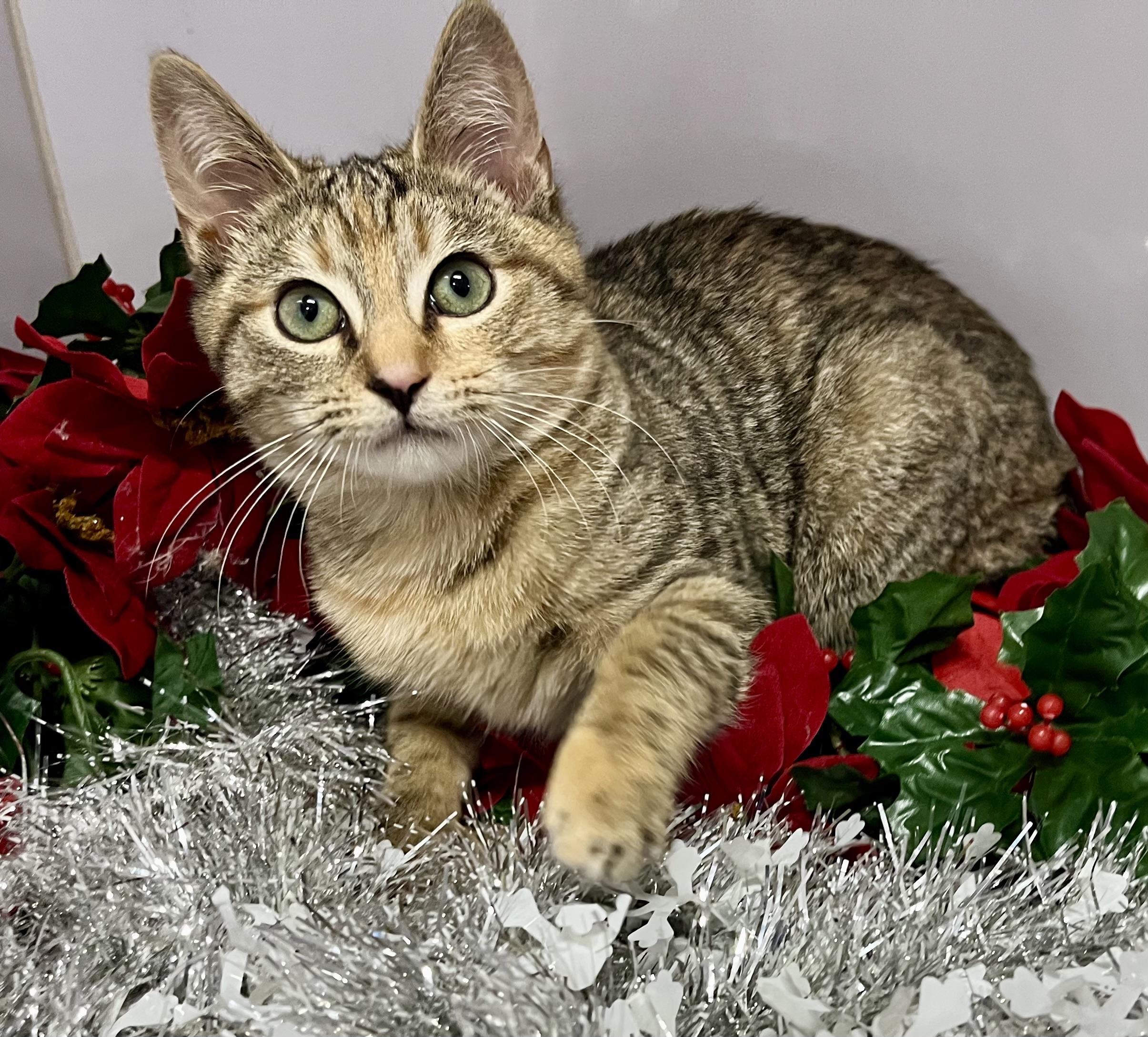 Eight, a ADOPTABLE mixed breed in Rocky Hill, CT image 2/6