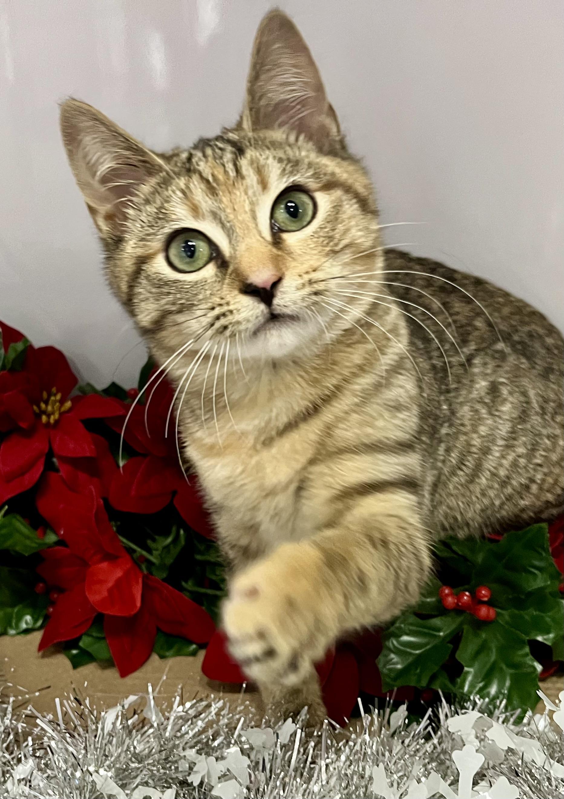 Eight, a ADOPTABLE mixed breed in Rocky Hill, CT image 3/6