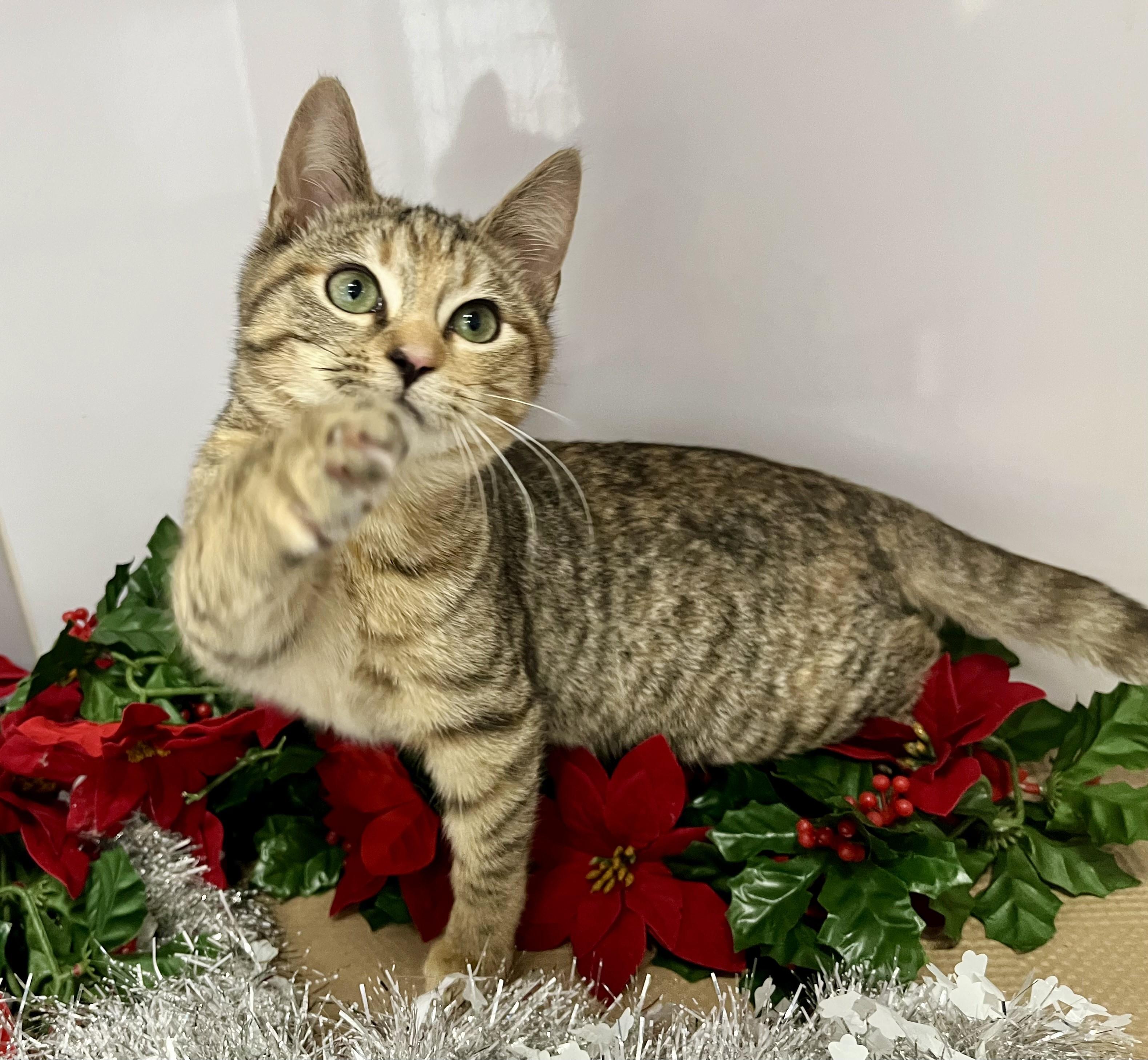 Eight, a ADOPTABLE mixed breed in Rocky Hill, CT image 4/6