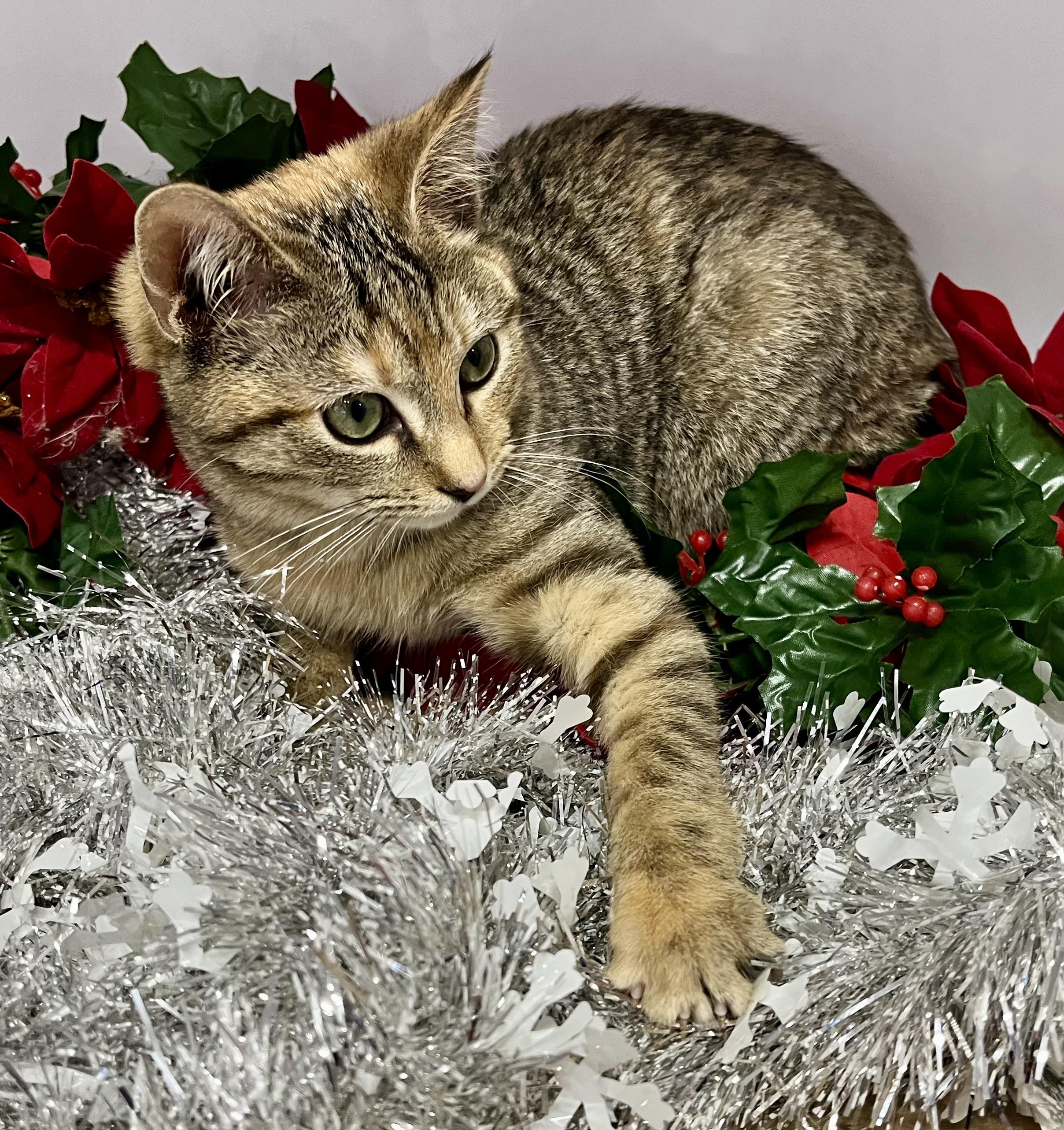 Eight, a ADOPTABLE mixed breed in Rocky Hill, CT image 5/6