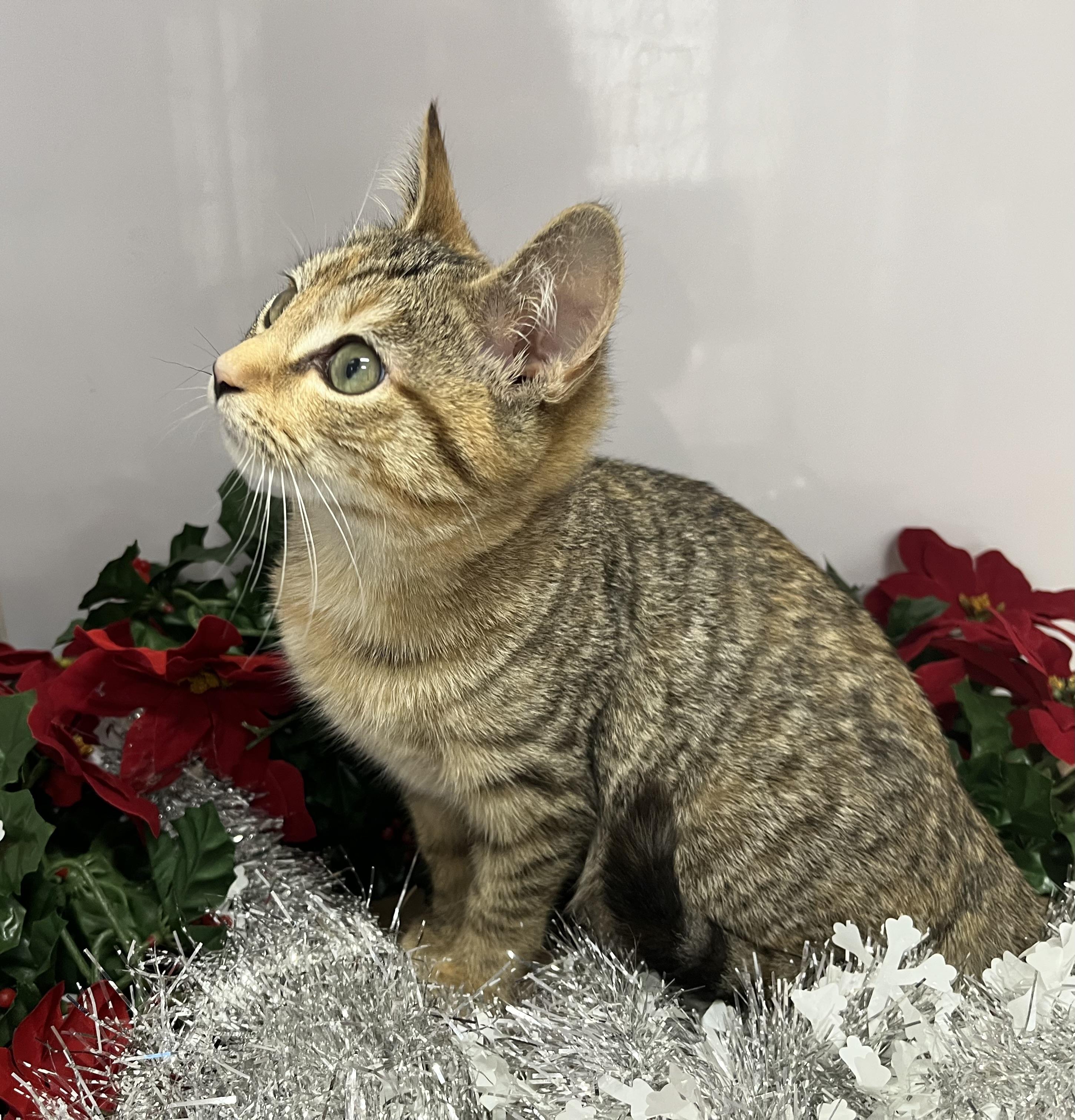 Eight, a ADOPTABLE mixed breed in Rocky Hill, CT image 6/6