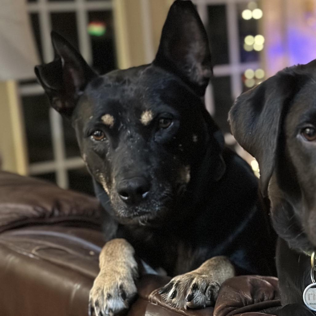 Burger, Adoptable, Adult Male German Shepherd Dog & Terrier.