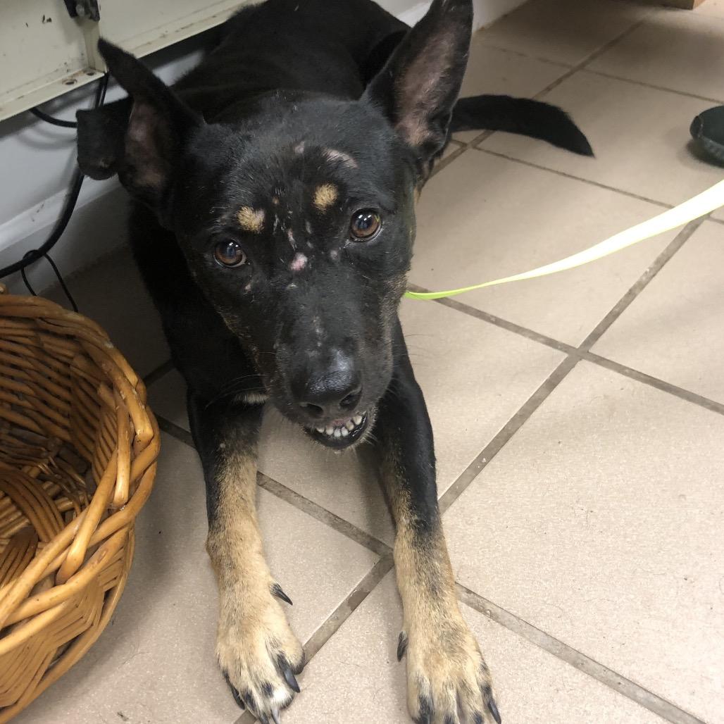 Burger, a Adoptable mixed breed in Starkville, MS image 1/2