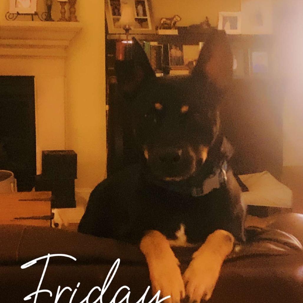 Enlarge Burger, a Adoptable mixed breed in Starkville, MS image 3/6