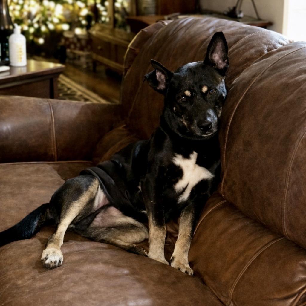 Enlarge Burger, a Adoptable mixed breed in Starkville, MS image 4/6