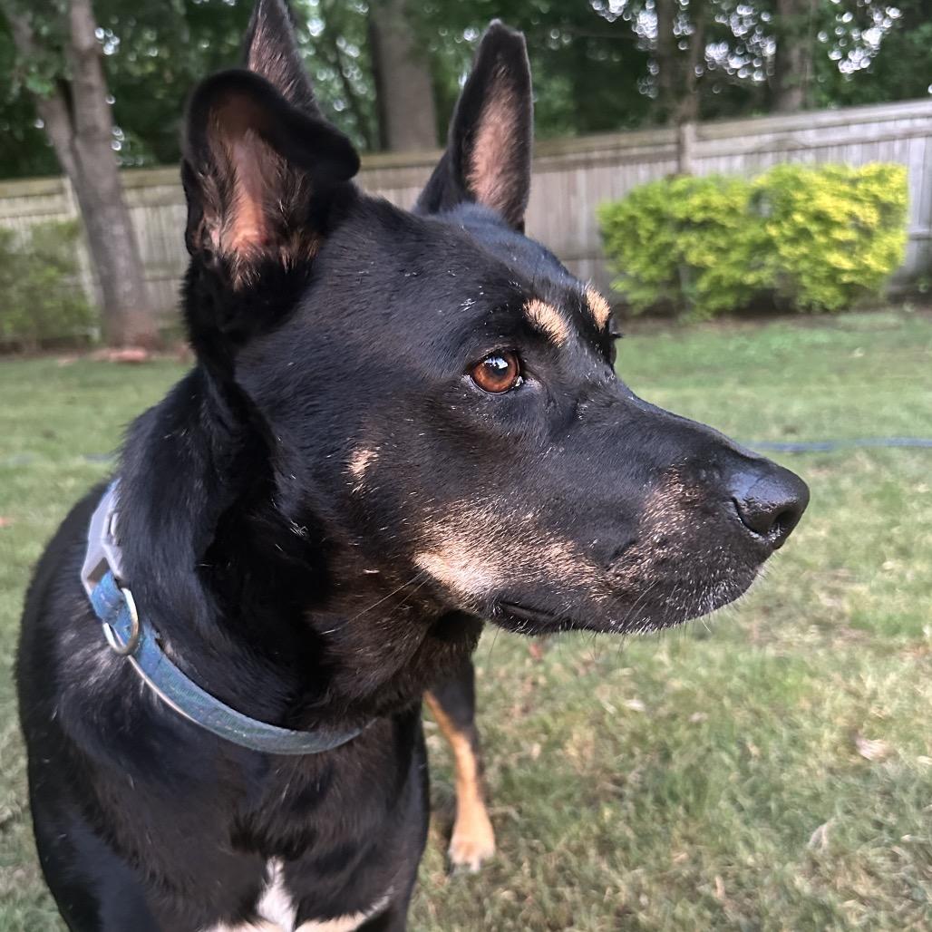 Enlarge Burger, a Adoptable mixed breed in Starkville, MS image 5/6