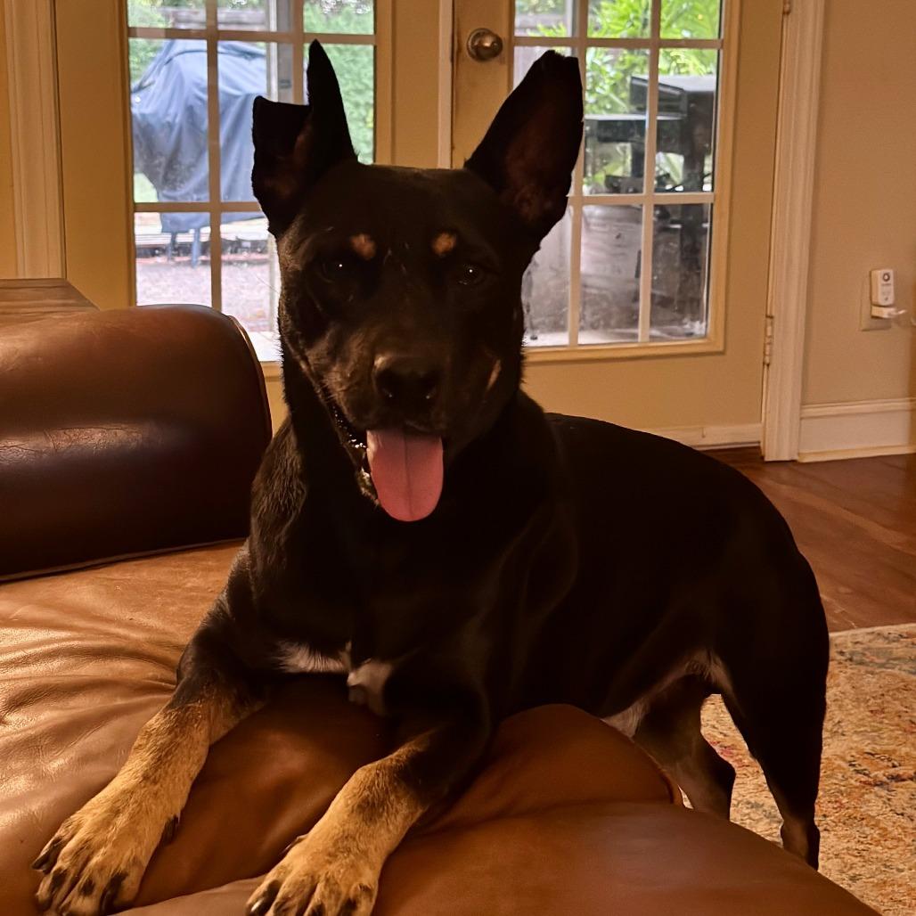 Burger, a Adoptable mixed breed in Starkville, MS image 2/2