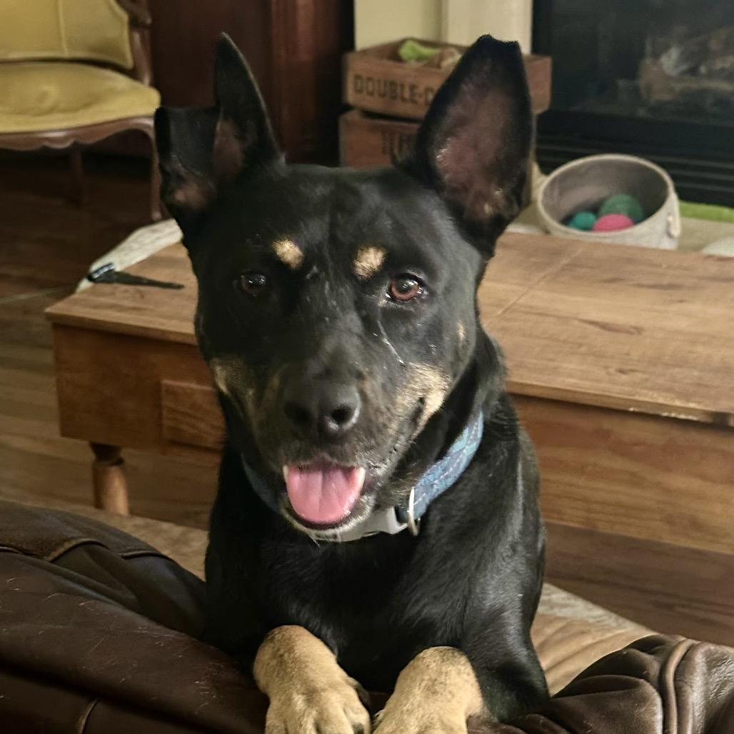 Enlarge Burger, a Adoptable mixed breed in Starkville, MS image 6/6