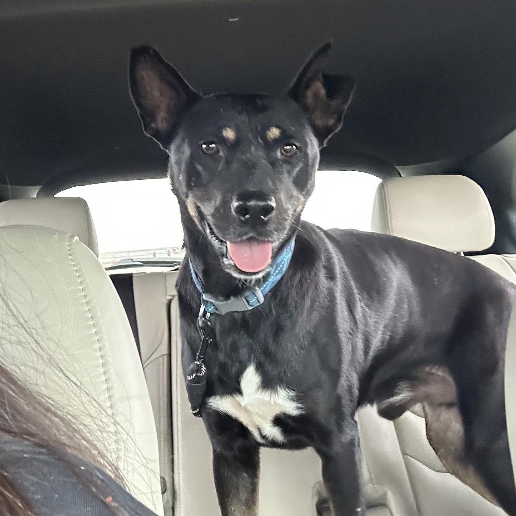 Enlarge Burger, a Adoptable mixed breed in Starkville, MS image 6/6