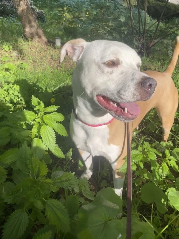 Enlarge Rhaenyra, a Adoptable mixed breed in San Diego, CA image 1/6