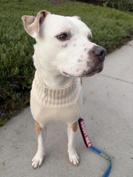 Enlarge Rhaenyra, a Adoptable mixed breed in San Diego, CA image 4/6
