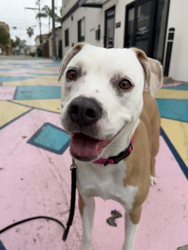 Enlarge Rhaenyra, a Adoptable mixed breed in San Diego, CA image 5/6