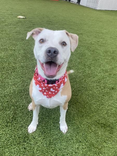 Enlarge Rhaenyra, a Adoptable mixed breed in San Diego, CA image 6/6