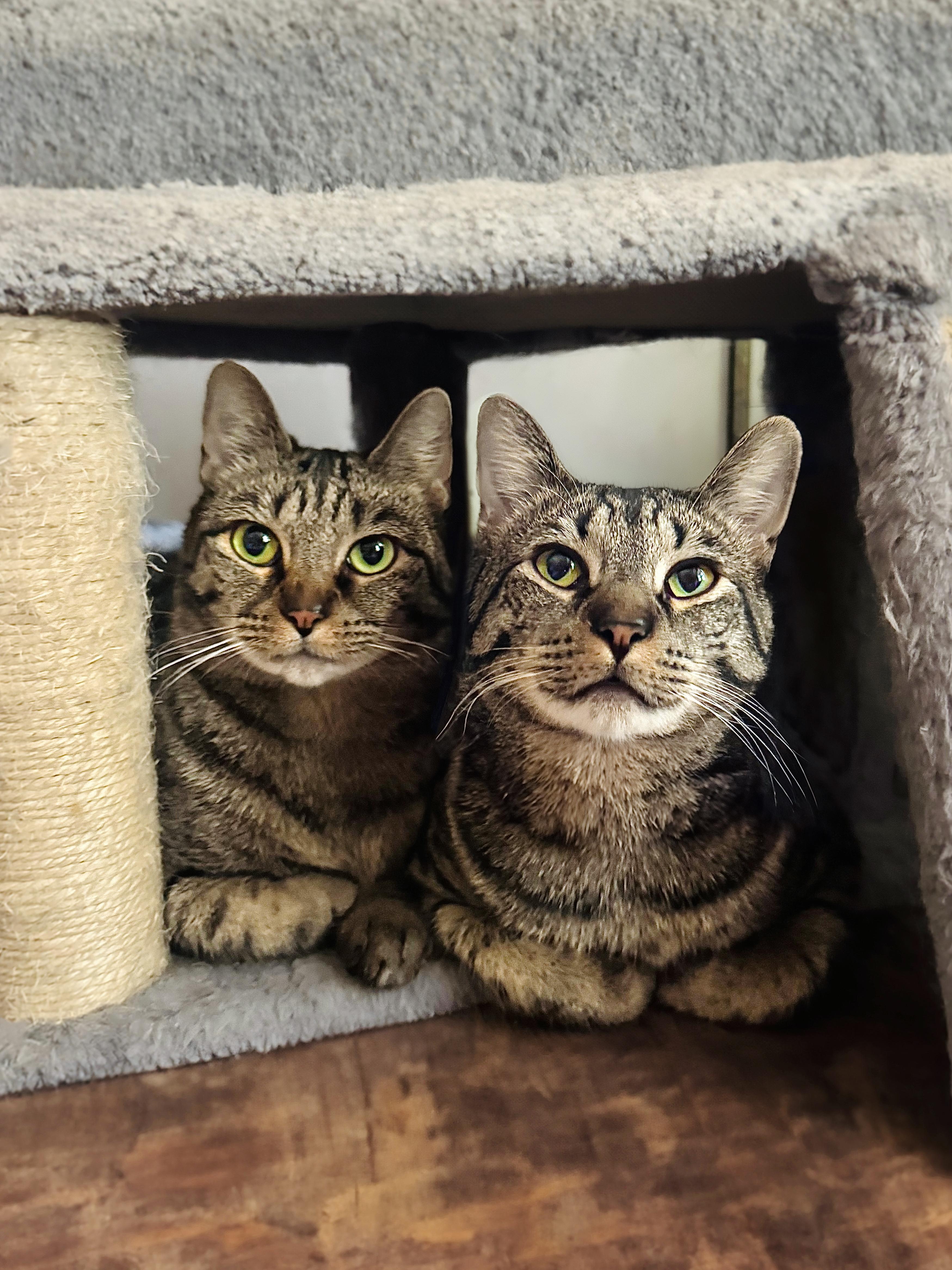 Squirrel & Lobster, a Adoptable mixed breed in Mooresville, NC image 5/5