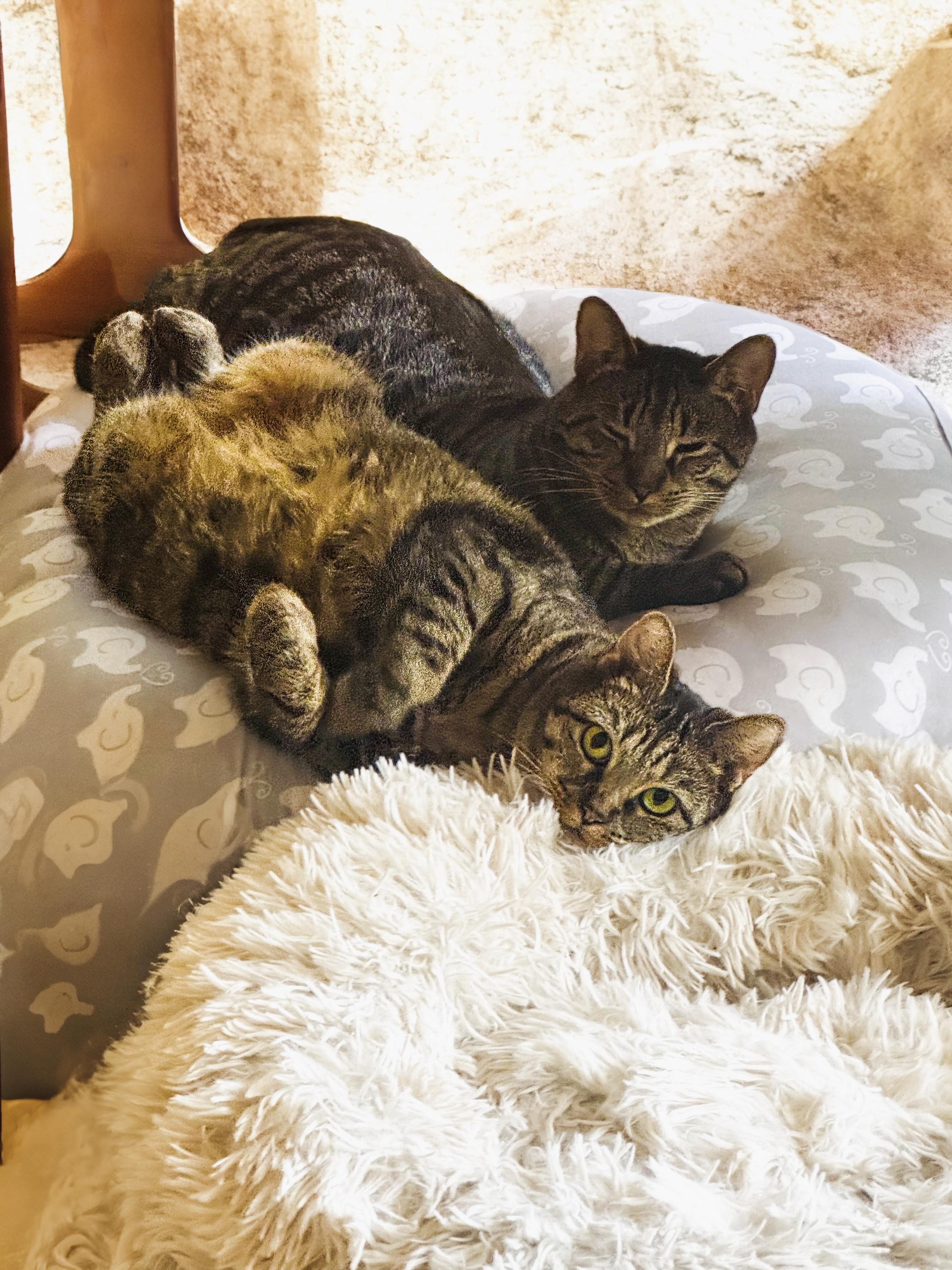 Enlarge Squirrel & Lobster, a Adoptable mixed breed in Mooresville, NC image 1/6