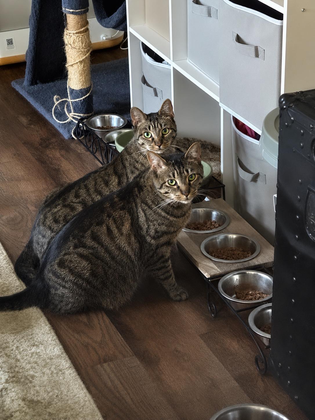 Squirrel & Lobster, Adoptable, Young Female Tabby & Domestic Short Hair.