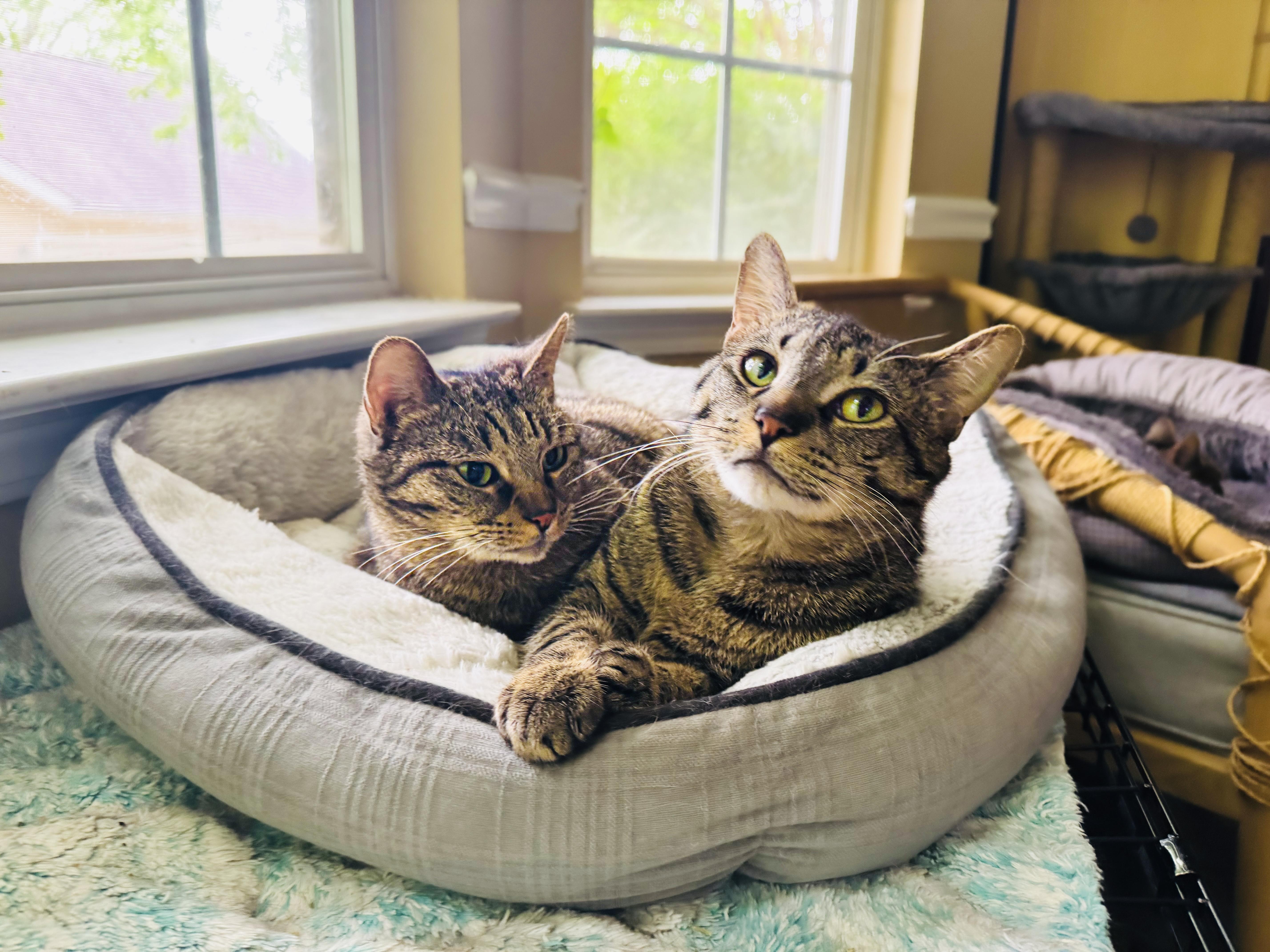 Enlarge Squirrel & Lobster, a Adoptable mixed breed in Mooresville, NC image 3/6