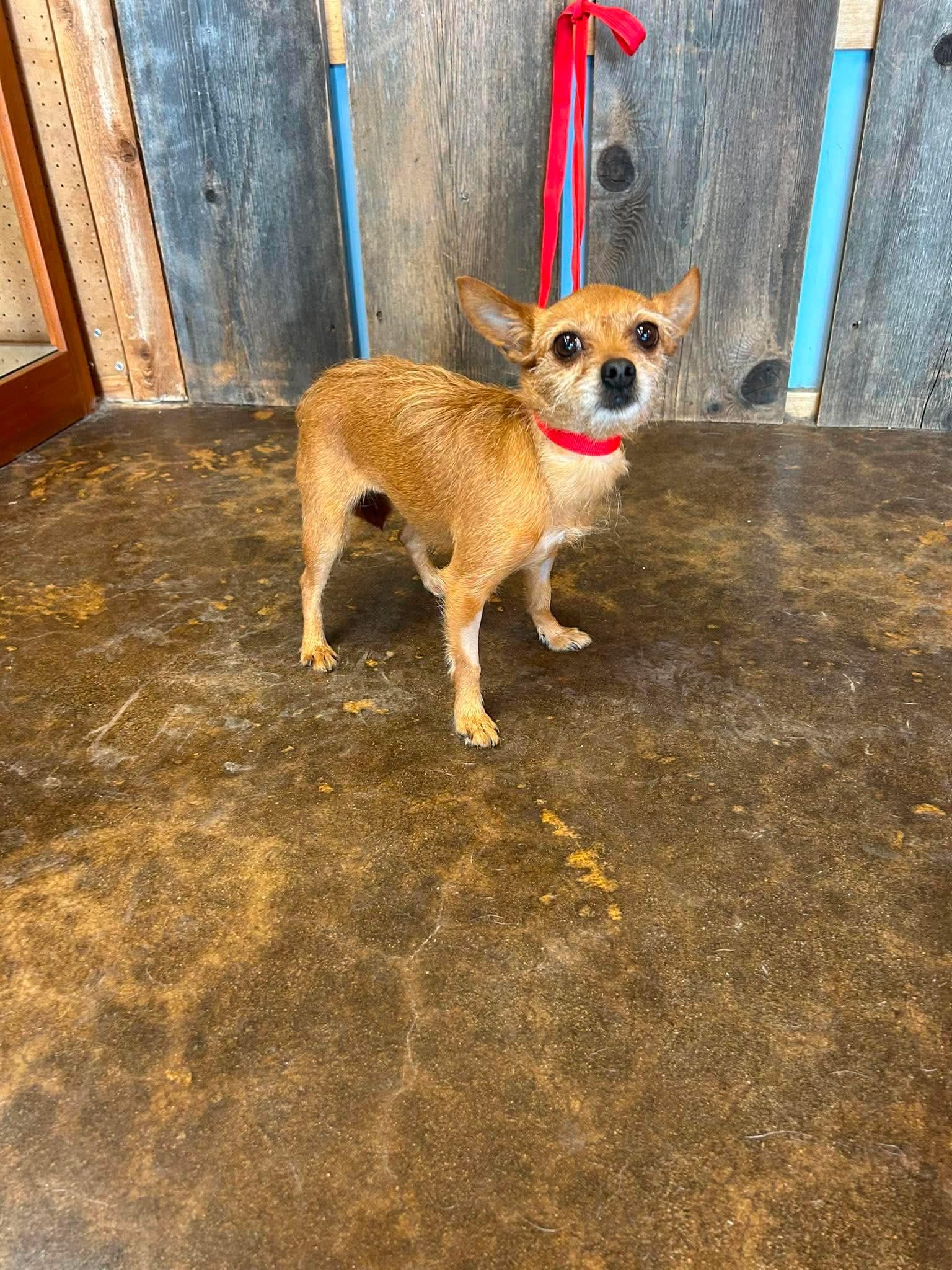 Enlarge IZZIE 425, a ADOPTABLE mixed breed in Milwaukee, WI image 3/4
