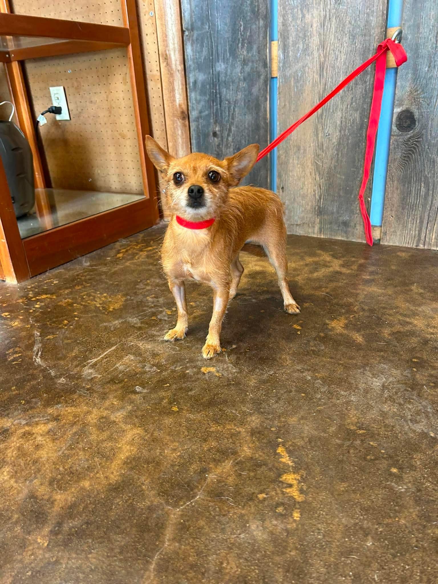 Enlarge IZZIE 425, a ADOPTABLE mixed breed in Milwaukee, WI image 1/4