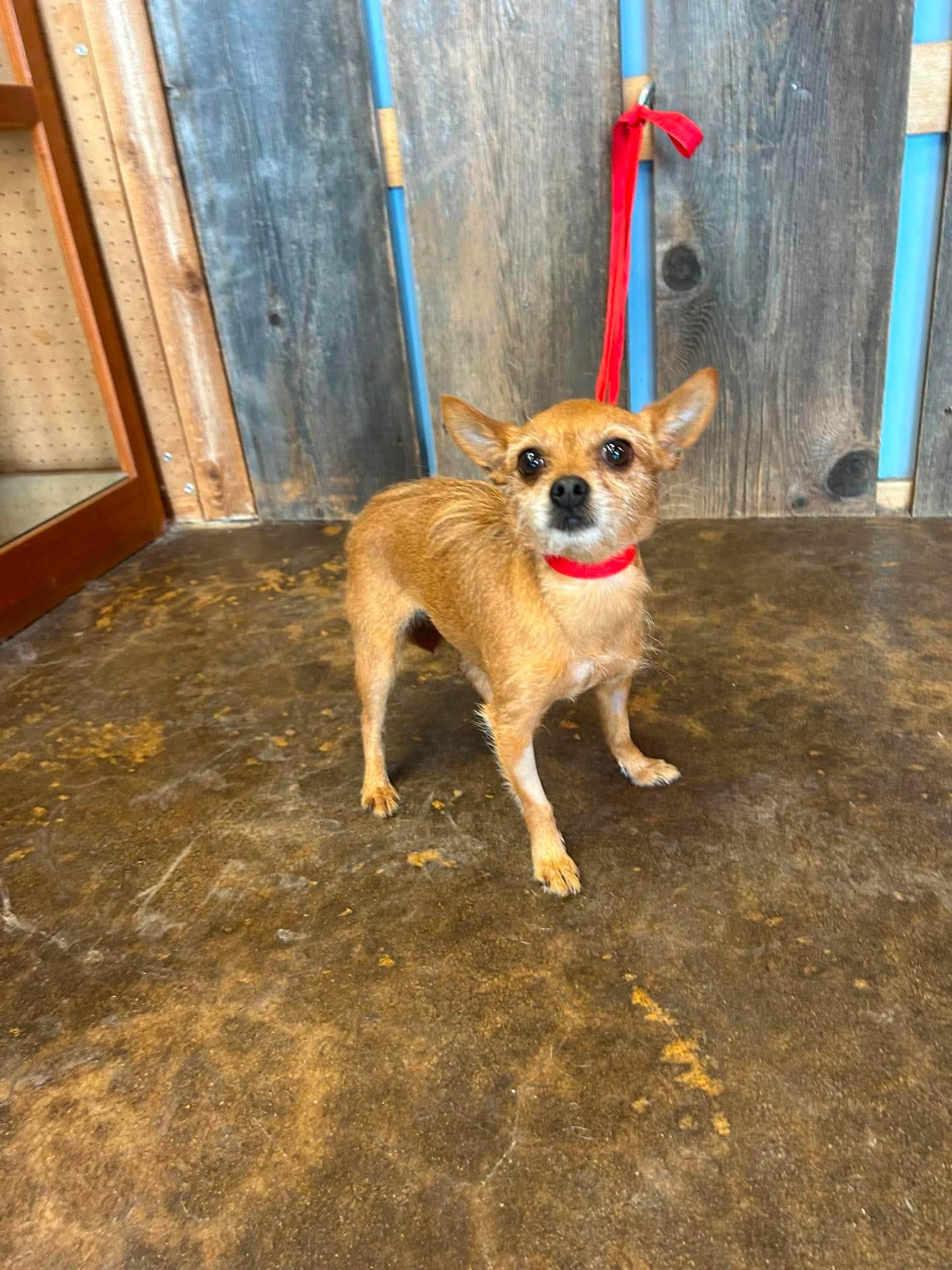 Enlarge IZZIE 425, a ADOPTABLE mixed breed in Milwaukee, WI image 4/4