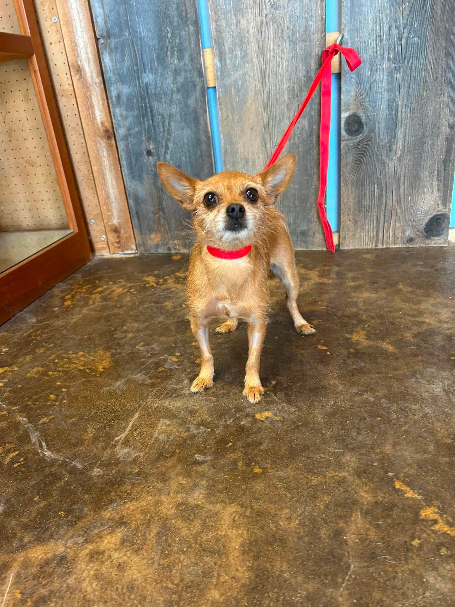 Enlarge IZZIE 425, a ADOPTABLE mixed breed in Milwaukee, WI image 2/4