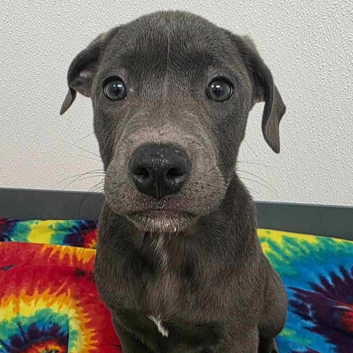 Enlarge Trixie, a ADOPTABLE mixed breed in Bryan, TX image 2/4