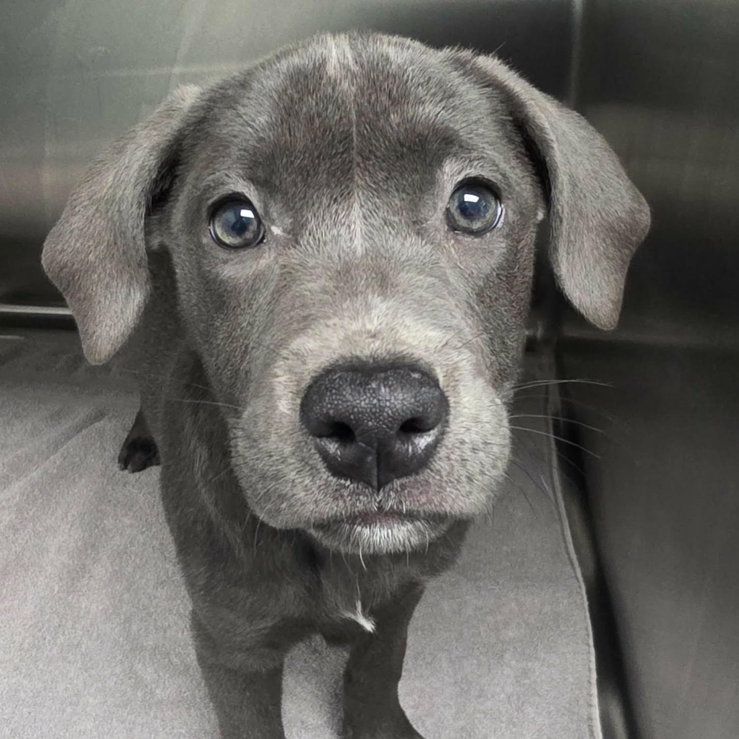 Enlarge Trixie, a ADOPTABLE mixed breed in Bryan, TX image 3/4