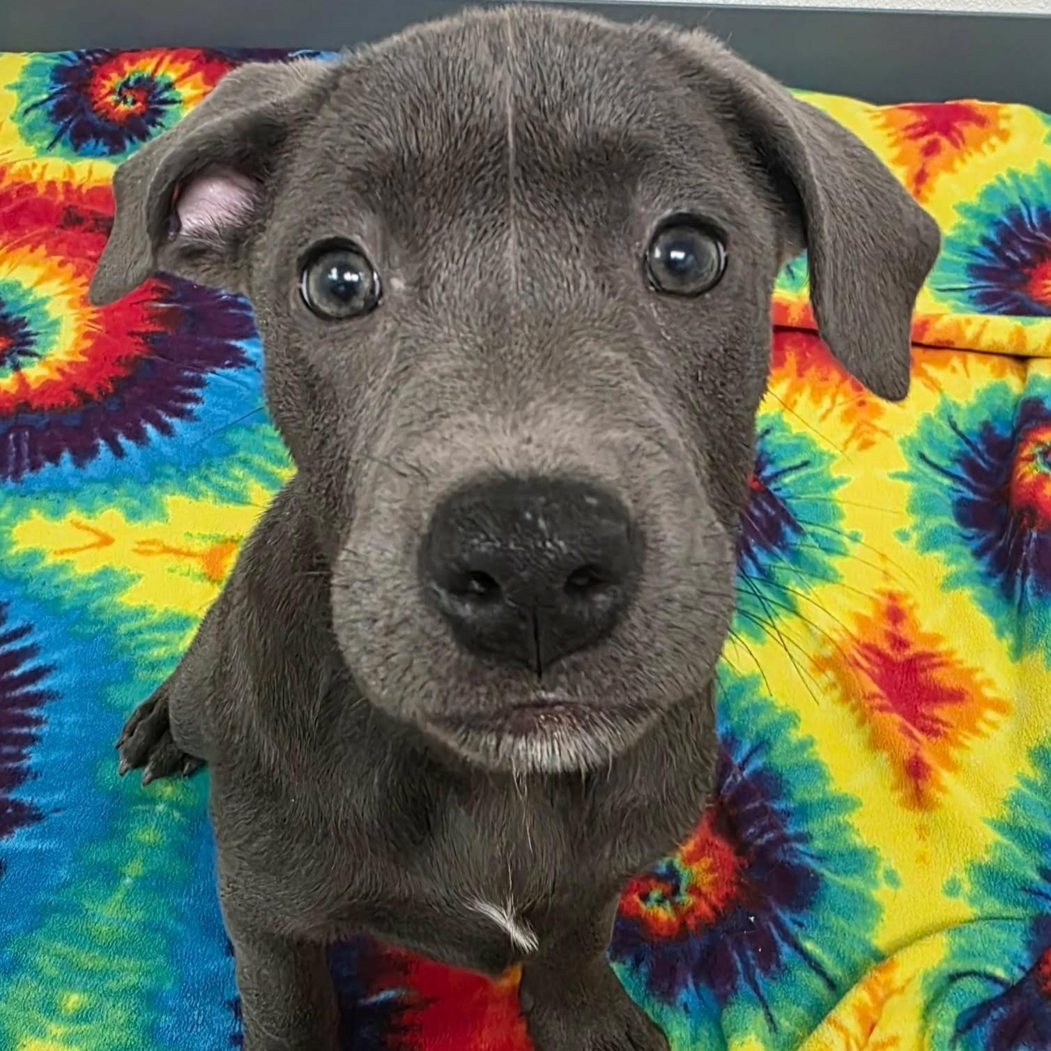Enlarge Trixie, a ADOPTABLE mixed breed in Bryan, TX image 1/4