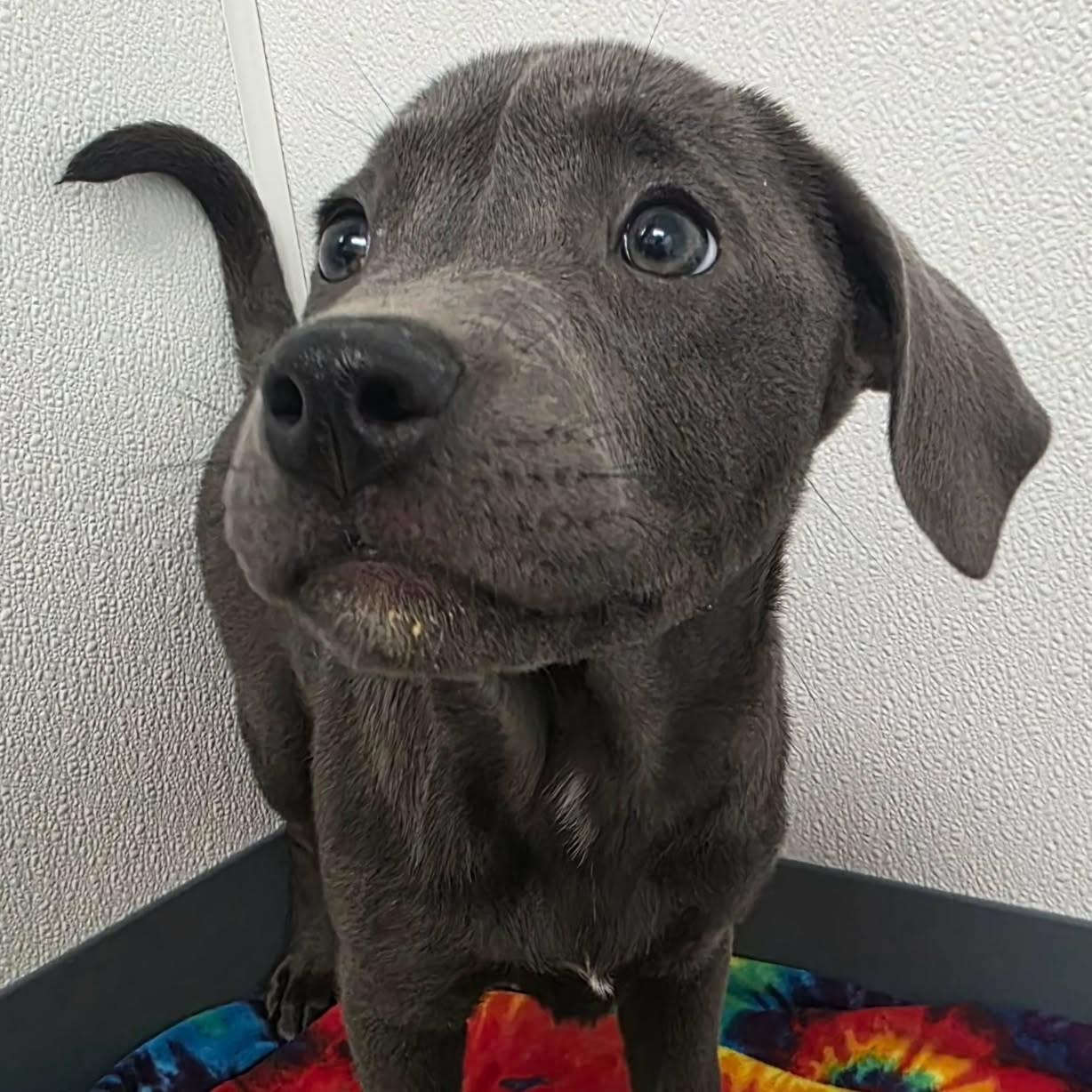 Enlarge Trixie, a ADOPTABLE mixed breed in Bryan, TX image 4/4