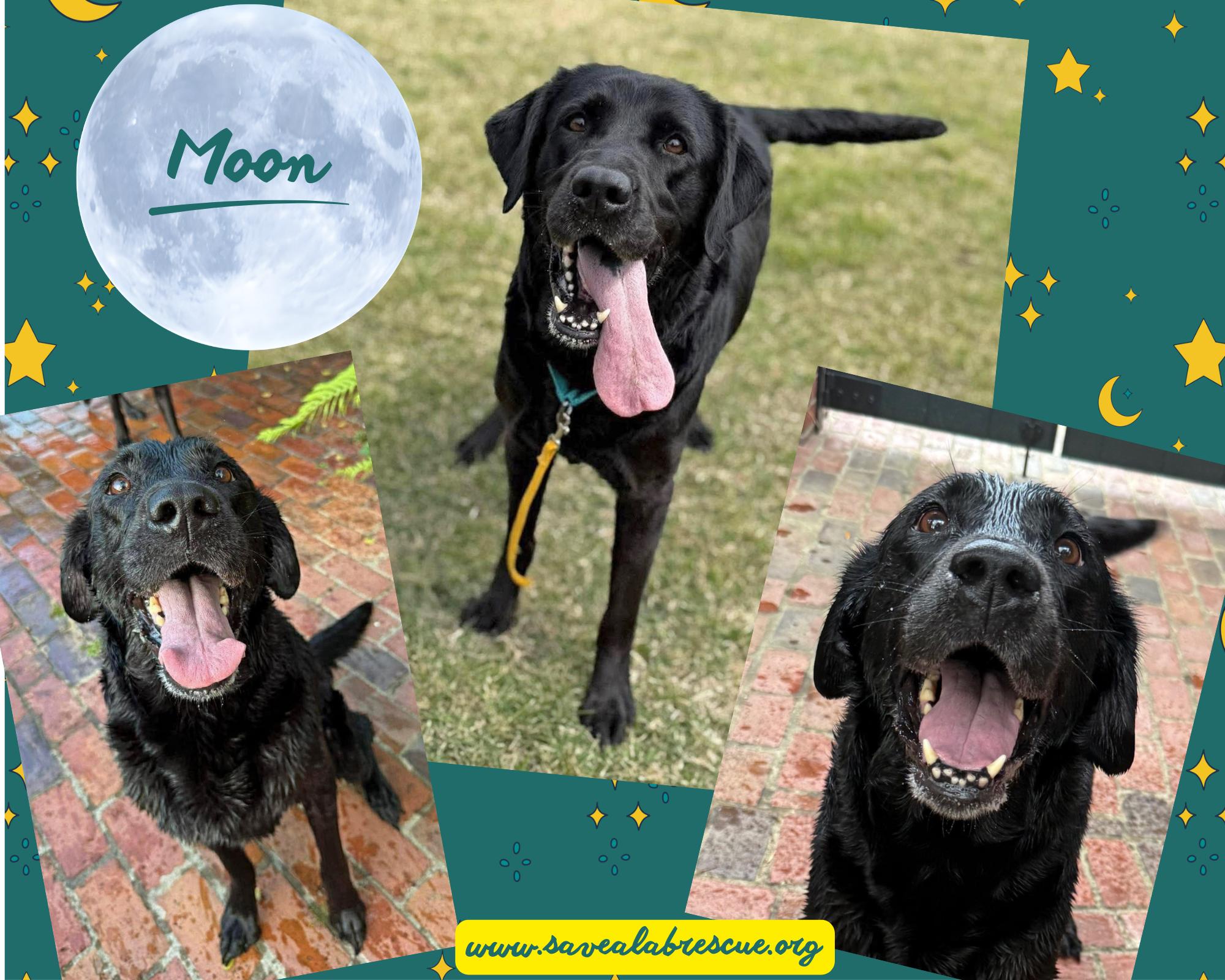 Moon, adopted, Adult Female Labrador Retriever & Black Labrador Retriever.