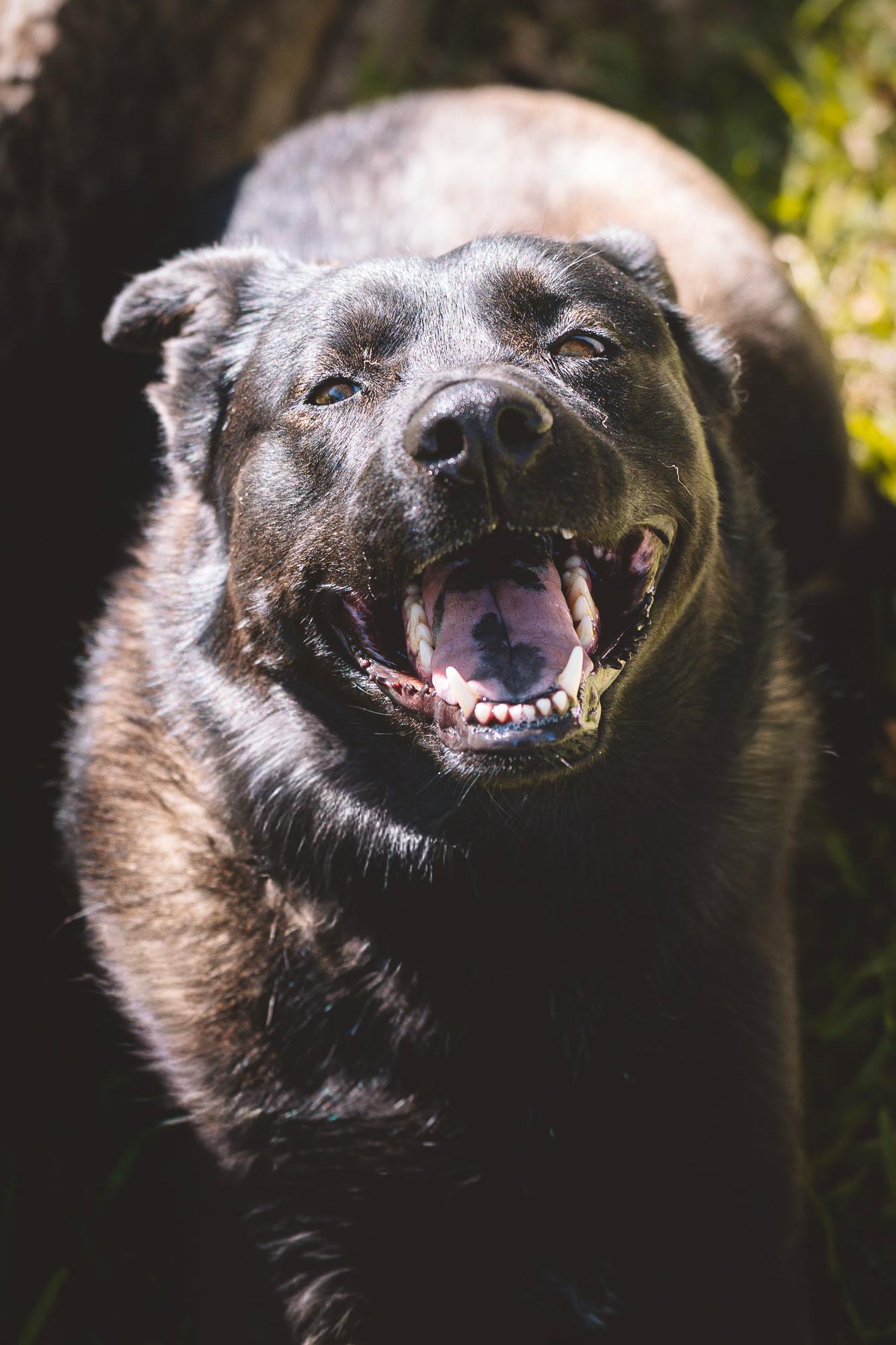 Enlarge Siri, a Adoptable mixed breed in Kansas City, KS image 2/6