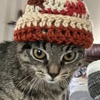 Enlarge Sammy, a Adopted Tabby in Thornton, TX image 2/2