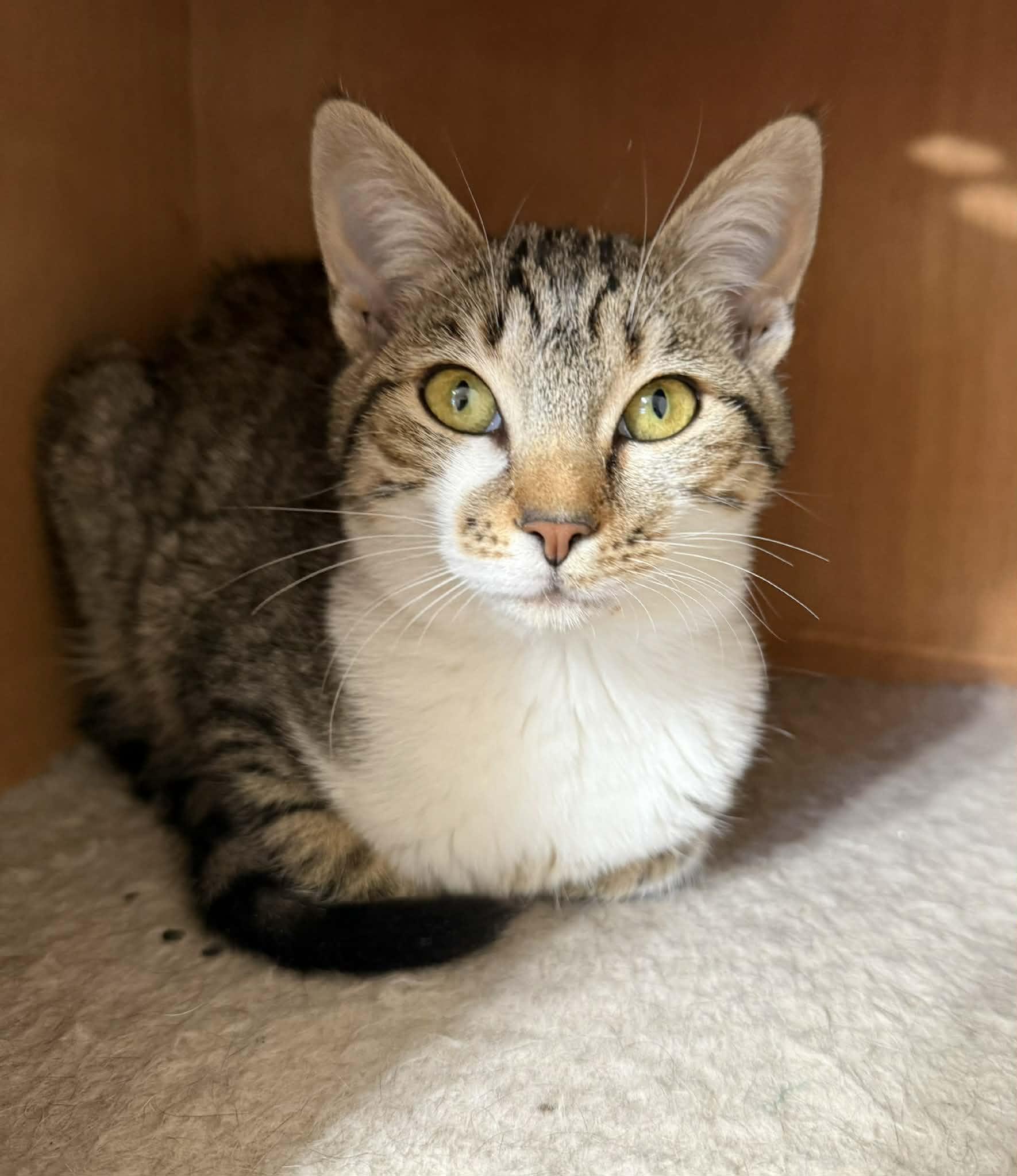 Dana, adopted, Young Female Domestic Short Hair.