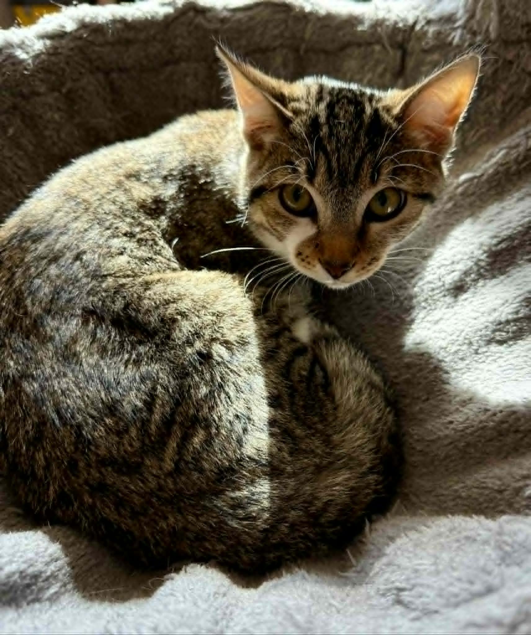 Enlarge Dana, a ADOPTABLE Domestic Short Hair in Tehachapi, CA image 1/1