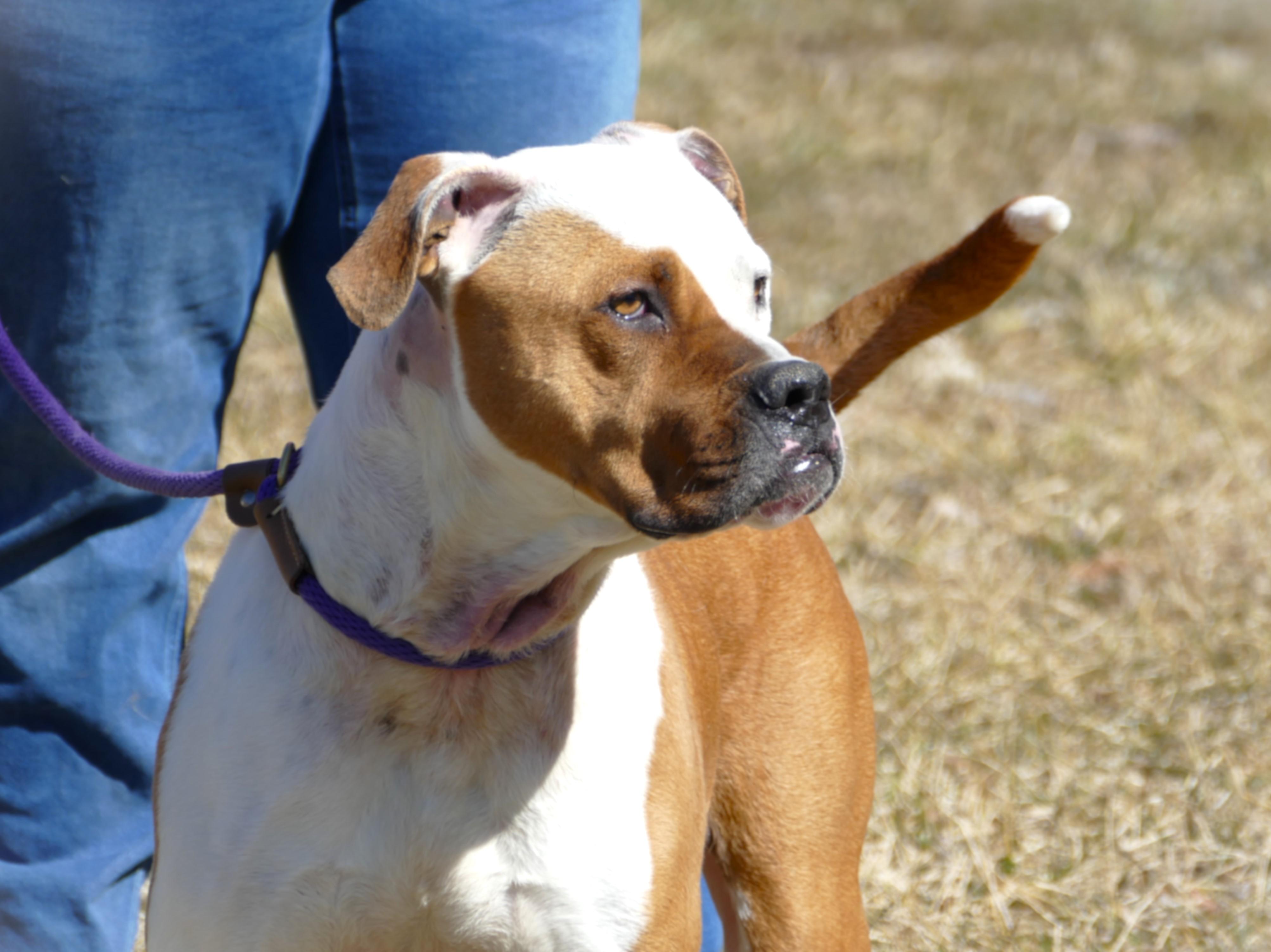 Enlarge ROCKY, a ADOPTABLE mixed breed in Beechbottom, WV image 6/6