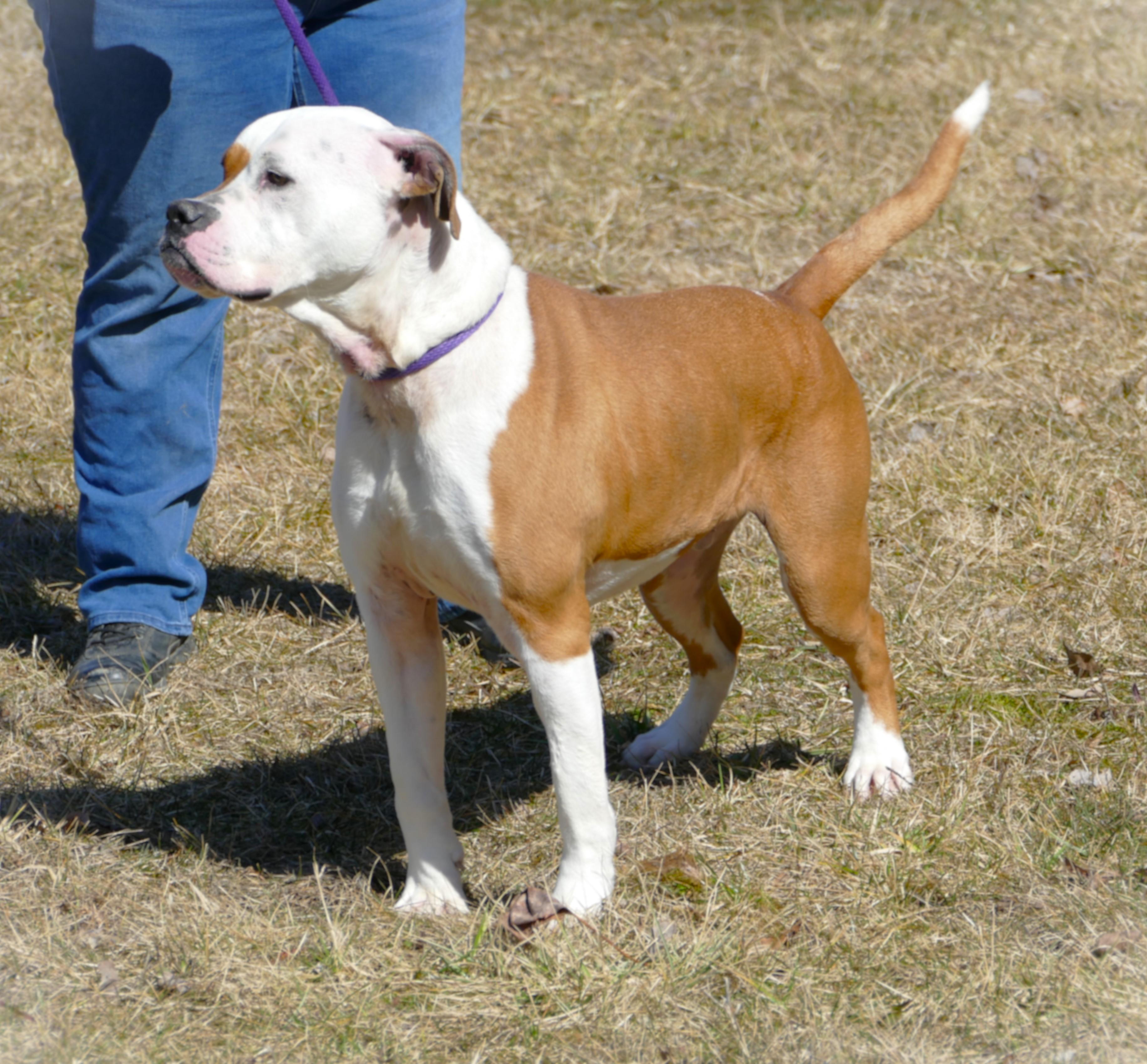 Enlarge ROCKY, a ADOPTABLE mixed breed in Beechbottom, WV image 3/6