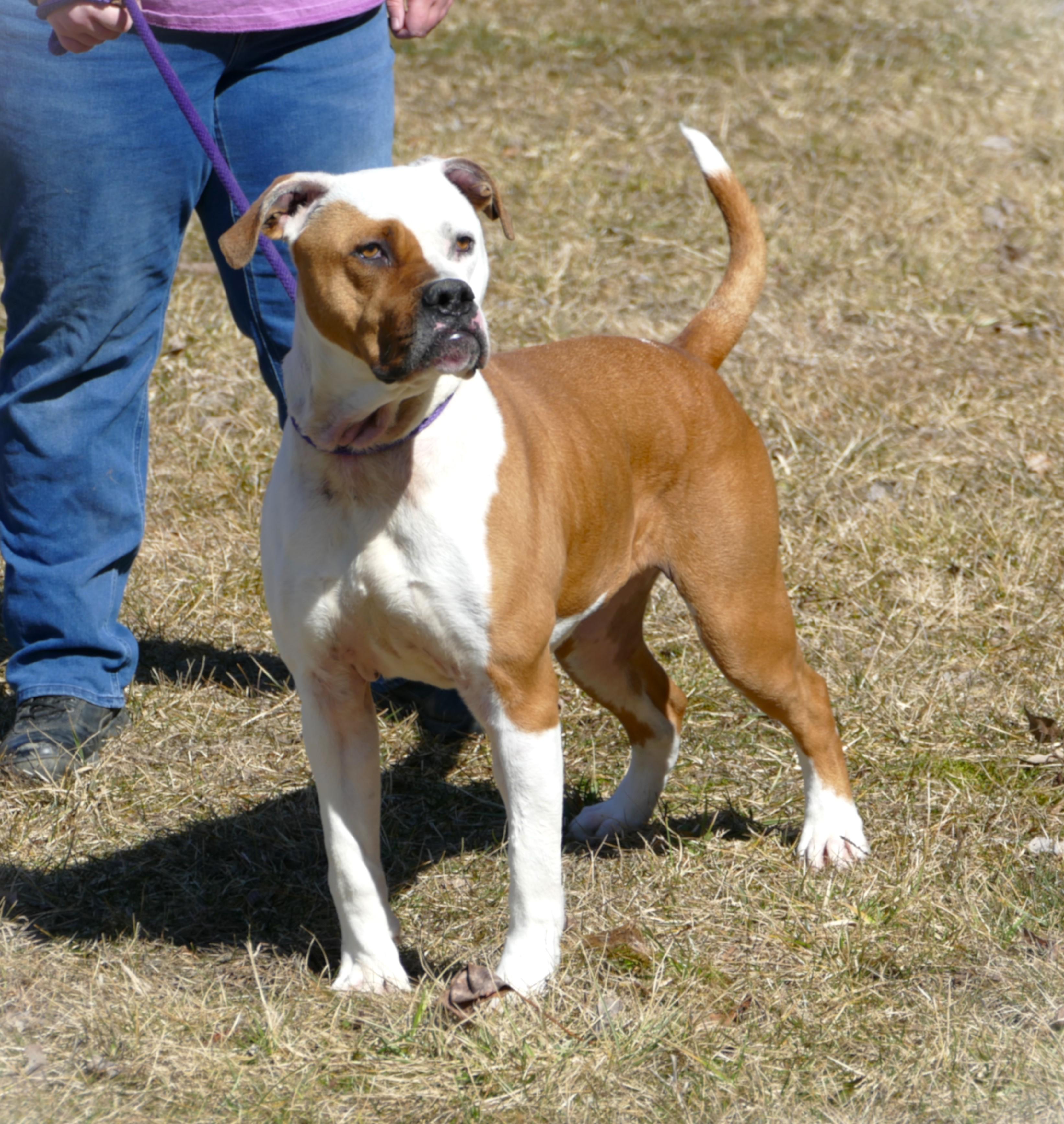 ROCKY, ADOPTABLE, Adult Male Boxer & American Staffordshire Terrier.