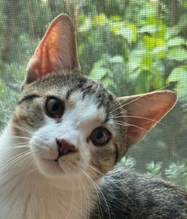 Babu, Adoptable, Young Male Domestic Short Hair.