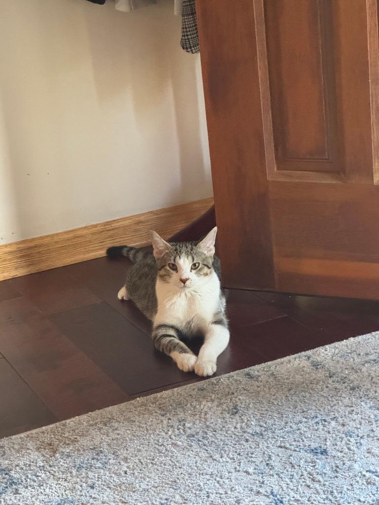 Enlarge Babu, a Adoptable mixed breed in Minneapolis, MN image 2/6