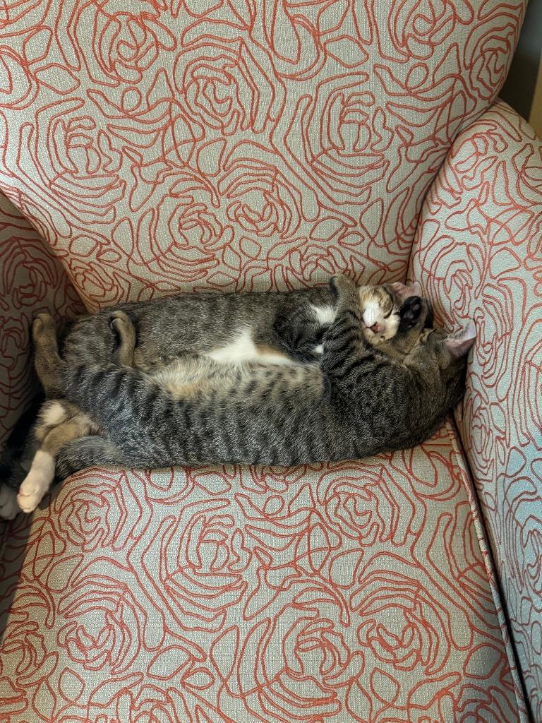 Enlarge Babu, a Adoptable mixed breed in Minneapolis, MN image 4/6