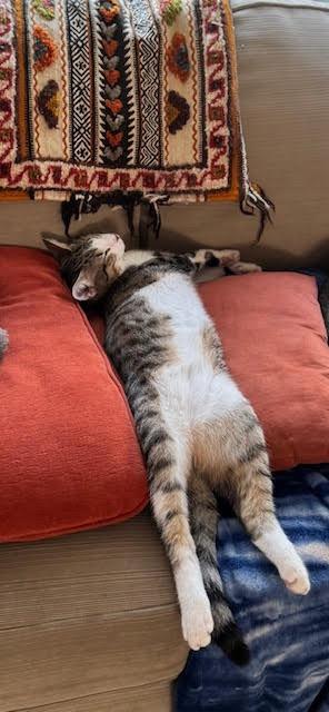 Enlarge Babu, a Adoptable mixed breed in Minneapolis, MN image 5/6